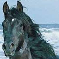 symbols and signs: spirit animal horse