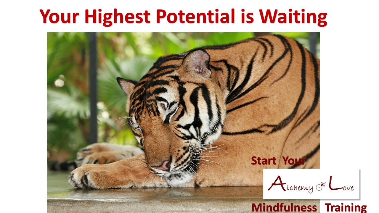 what is mindfulness: Highest potential is waiting Sleeping tiger