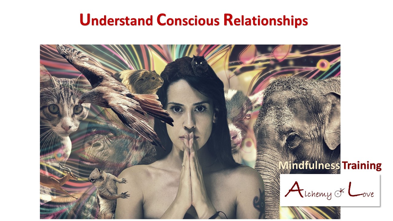why vegetarian: conscious relationships