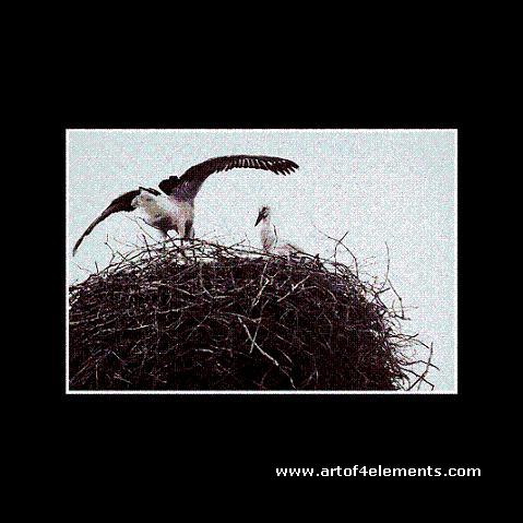 Poems for you, spiritual poetry: birds nesting