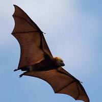 animal totems bats symbolism: bat flying