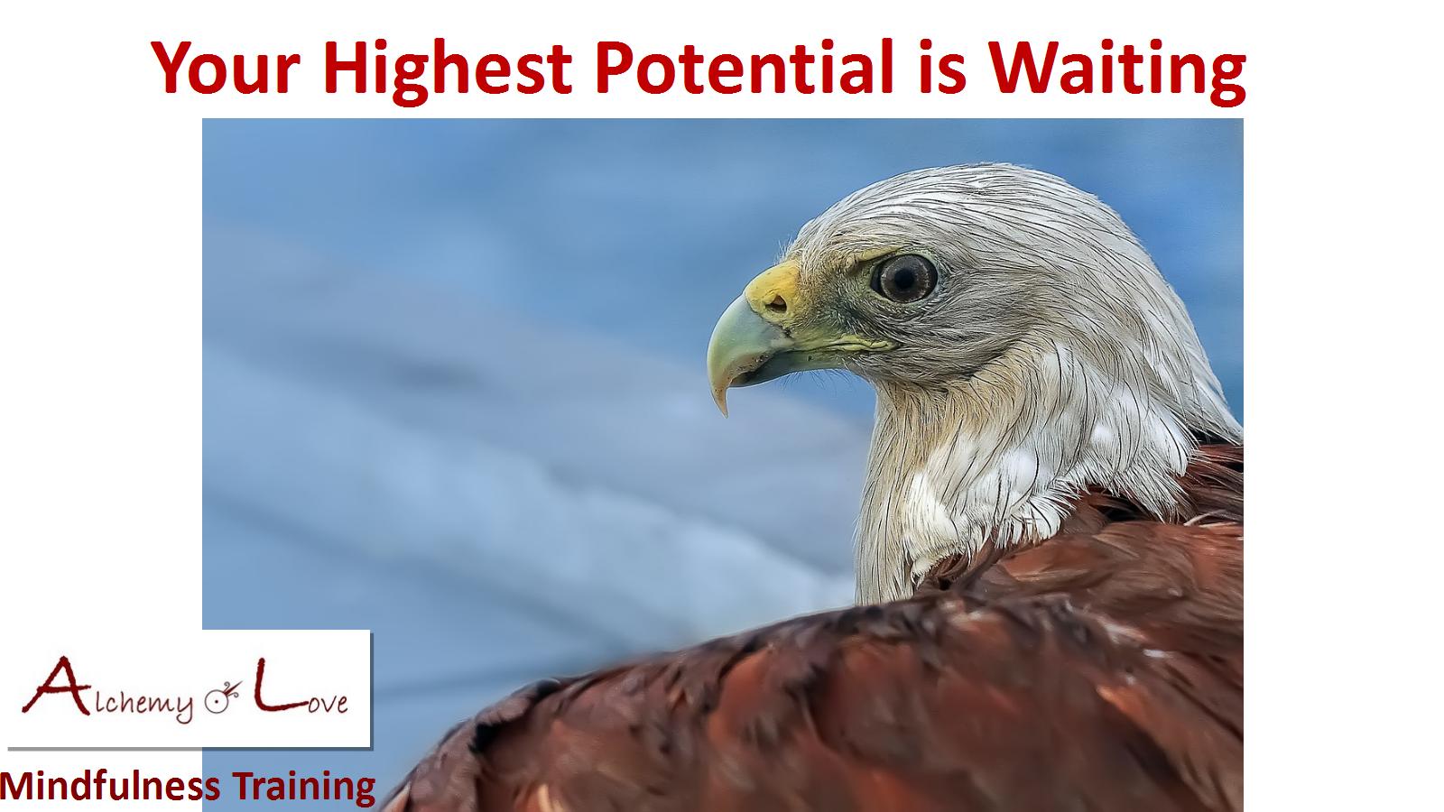  highest potential waiting eagle