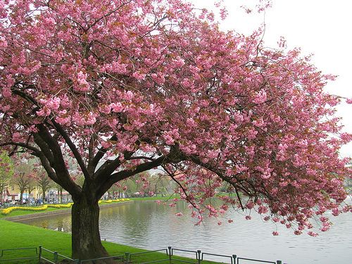 What is your tree sign Cherry tree blossom